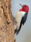 Red-headed woodpecker, Pennsylvania, USA Art Print